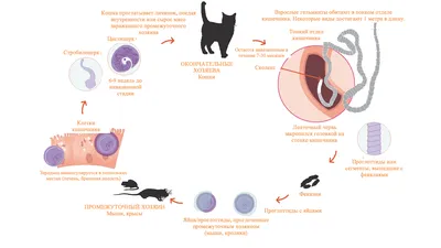 Тениоз кошек (Taenia): биология, эпидемиология, схема лечения и  профилактики | Мир кота