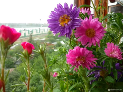 Астра Миледи, смесь окрасок (OOO \"Агрони\") - «Превращаем садовые цветы в  комнатные!» | отзывы