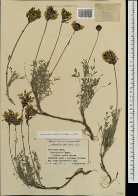 MW0615293, Astragalus albidus (Астрагал беловатый), specimen