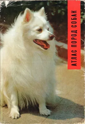 Книга \"Атлас пород собак\" Новотны Йозеф – купить книгу ISBN нет с быстрой  доставкой в интернет-магазине OZON
