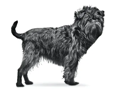 Аффенпинчер: характер и описание породы | Royal Canin