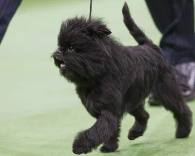 Аффенпинчер (Affenpinscher) - это игривая, ласковая и забавная порода  собак. Описание, фото, отзывы владельцев.