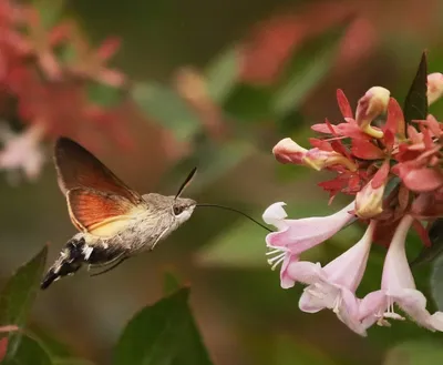 Бабочка похожая на колибри - картинки и фото poknok.art