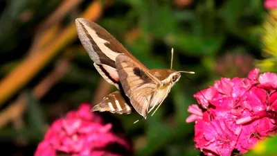БАБОЧКА БРАЖНИК – Бабочка похожая на колибри, но не колибри! Самое  интересное о бабочке бражнике! - YouTube