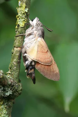 Бабочка Бражник Колибри (55 фото)
