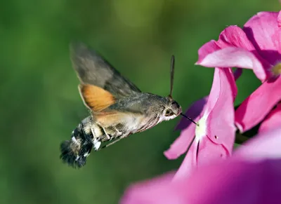 Бабочка бражник колибри - 76 фото