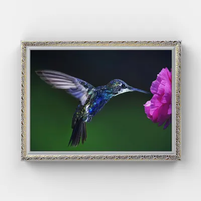 Картина на холсте в белой раме \"Птица, колибри (цветок на черном фоне  эффект бабочка с хоботком похожая)\" 60x80 см. - купить по низкой цене в  интернет-магазине OZON