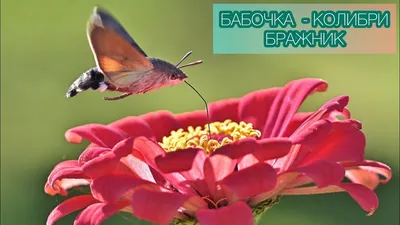 Бабочка бражник Бабочка похожая на колибри - интересные факты. Бабочка-Бражник,  уникальные кадры! - YouTube