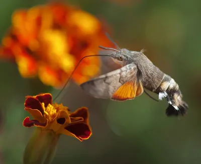 [58+] Бабочка похожая на колибри фото