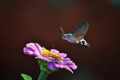 Бабочка Бражник Колибри - 63 фото: смотреть онлайн