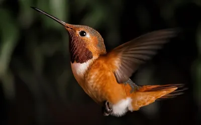 Самая маленькая птица » Интересные факты