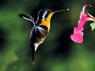 Из-за изменения климата в Молдове сегодня можно встретить африканских  бабочек и колибри - KP.MD