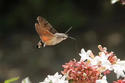 Бабочка бражник колибри - 76 фото