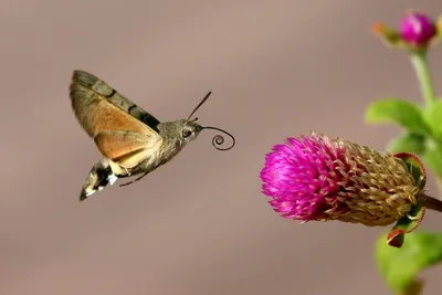 Бабочка Бражник языкан (23 фото)