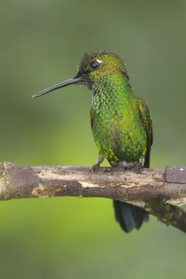 Птицы малого калибра: как колибри нарушают законы природы | Вокруг Света
