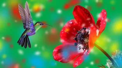 Колибри и цветок - 74 фото