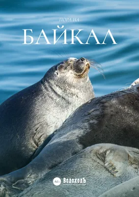 Авторские туры на Байкал летом: расписание, цены – ВодоходЪ