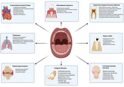 Взаимосвязи между микробиомами полости рта и кишечника