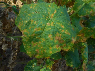 На огурцах ржавые пятна на листьях: причины и способы лечения