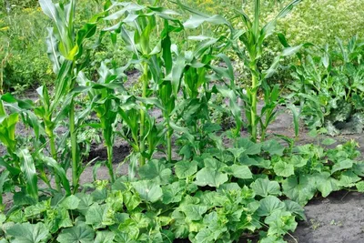 Что посадить между огурцами на грядке для хорошего урожая и защиты от  бактериоза - Today.ua
