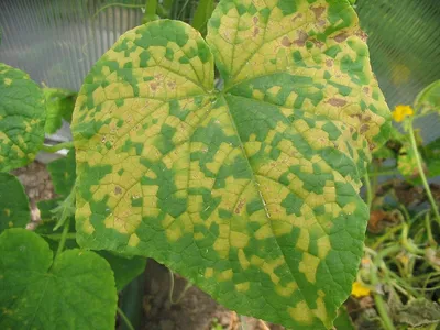 Пероноспороз огурца: как защитить и вылечить растения от опасного патогена