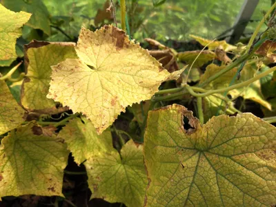 Желтые листья на огурцах: причины и методы их устранения