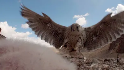 Обыкновенный балобан (Falco cherrug saceroides). Птицы Казахстана.