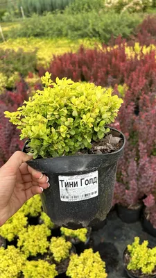Барбарисы Барбарис Тунберга Tiny Gold (Тини Голд) по разумной цене -  Зеленый сад