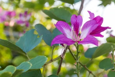 Баухиния — как вырастить дома орхидейное дерево? Фото — Ботаничка