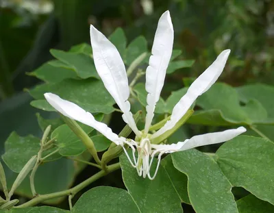 Коллекции растений ЦСБС СО РАН - Bauhinia acuminata L. – Баухиния  заостренная