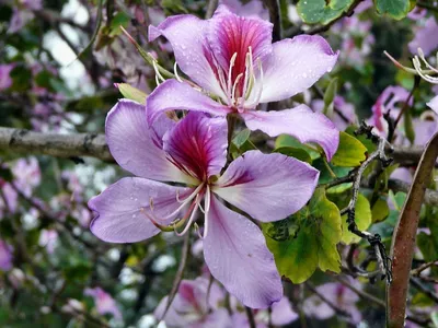 Семена Гавриш Баухиния орхидейное дерево - «В поисках чего-то нового -  мечта об орхидейном дереве» | отзывы