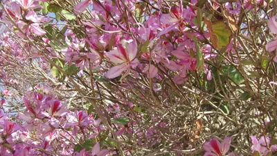 Баухиния цветет весной Ветви баухинии полны мелких цветов в сельской  местности Фон И картинка для бесплатной загрузки - Pngtree