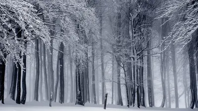 Мокрый снег и туман: синоптики о погоде в Беларуси во вторник - 16.01.2023,  Sputnik Беларусь