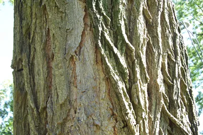 Акация белая – дерево и древесина – Robinia pseudoacacia