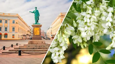 Символ Одессы белая акация - что значит для города и как здесь появилась |  Новини.live