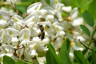 Пчела Белая Акация Цветет - Бесплатное фото на Pixabay - Pixabay