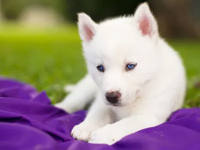 Сибирский белый хаски с голубыми глазами - обои на телефон