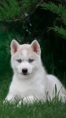 Картинки щенка Хаски собака белые траве Животные 1080x1920
