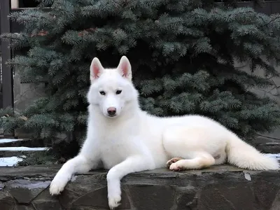 Собака хаски белая (49 лучших фото)