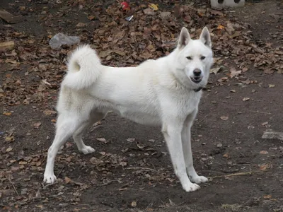 Западно сибирская лайка собак белого окраса (68 фото) - картинки  sobakovod.club