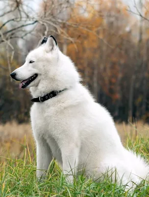 Лайка белая щенок - 73 фото