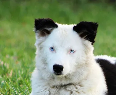 Якутская Лайка Собака Домашний - Бесплатное фото на Pixabay - Pixabay