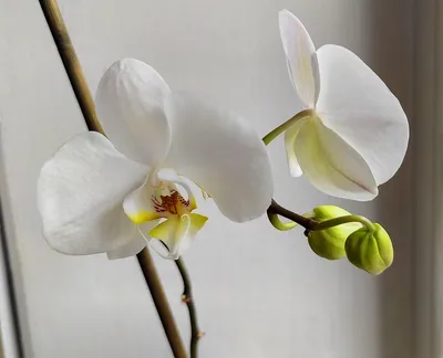Орхидеи Белые Цветки - Бесплатное фото на Pixabay - Pixabay