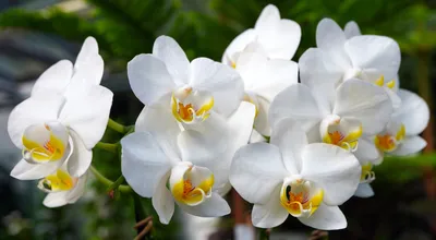 Белые орхидеи крупным планом - обои для рабочего стола, картинки, фото