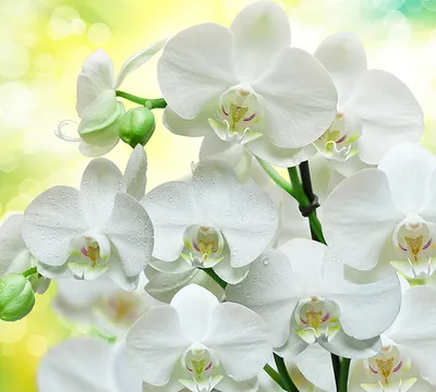 В-085 Белые орхидеи 300*270 см ФОТОПАННО
