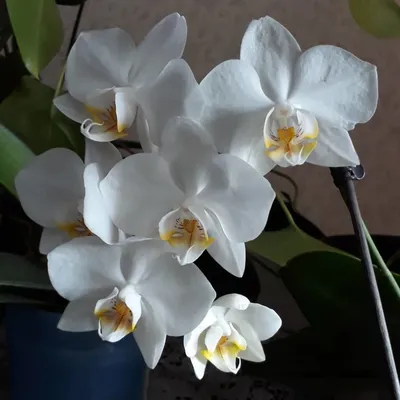 Белые орхидеи фаленопсисы и иные виды: особенности растений с такой  окрасков цветов, список сортов и правила ухода за культурой в горшке в  домашних условиях