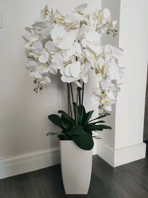 [47+] Белые орхидеи фото