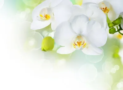 Фотообои Белые цветы орхидеи 1367 купить в Украине | Интернет-магазин  Walldeco.ua