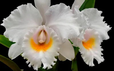 Картинка Белые орхидеи » Орхидеи » Цветы » Картинки 24 - скачать картинки  бесплатно
