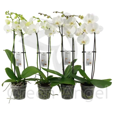 Орхидея Фаленопсис белый 2 ствола в Москве по доступным ценам. Заказать.